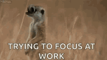 Trying To Focus At Work Eyes GIF - Trying To Focus At Work Eyes Funny Animals GIFs