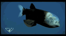 animals fish deepsea strangecreature animals fish deepsea strangecreature