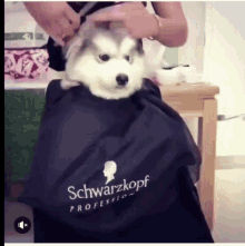 funny animals dogs haircut cuteness husky