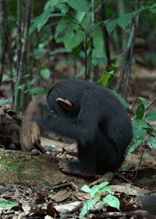 Mono GIF - Monkey Animal Animals GIFs