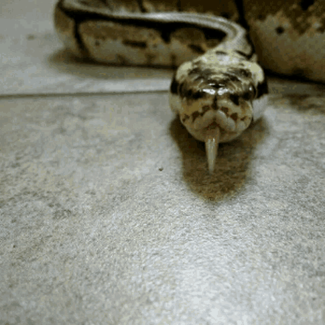 Snake Hiss GIF - Snake Hiss Crawling GIFs
