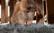 Briony Bunny GIF - Briony Bunny GIFs