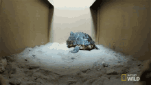 Looking For An Escape World Turtle Day GIF - Looking For An Escape World Turtle Day Dr Ks Exotic Animal Er GIFs