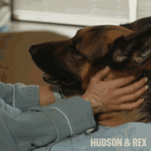 petting rex diesel vom burgimwald hudson and rex care