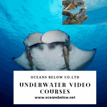 Underwater Video Courses GIF - Underwater Video Courses Courses GIFs