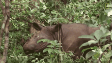 Chewing Plants Sumatran Rhinos Are Nearly Gone New Plan Launched To Save Them GIF - Chewing Plants Sumatran Rhinos Are Nearly Gone New Plan Launched To Save Them World Rhino Day GIFs