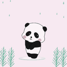 cute panda sorry