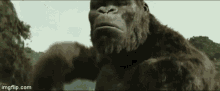 King Kong Monkey GIF - King Kong Monkey Looking GIFs