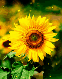 Gliitering Yellow Flower Sunflower Glitter GIF - Gliitering Yellow Flower Sunflower Glitter GIFs