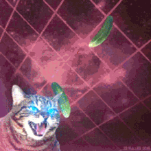 Laser Cat Laser Eyes GIF - Laser Cat Laser Eyes Cucumber GIFs