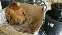 chicken egg hatching hatch