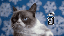 แมว หน้าบึ้ง ฮึ GIF - Cat Grumpy Angry GIFs