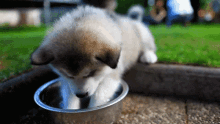 yas cute puppy drinking playing