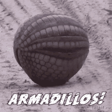 Armadillo Armadillos GIF - Armadillo Armadillos Angrydillos GIFs