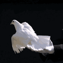 Doves White Gloves GIF - Doves White Gloves Youre Free GIFs