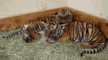 tiger cubs tiger meow rawr cute