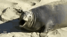 Tired Seal GIF - Tired Seal Sand GIFs