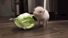 pig eating cabbage pig eating cabbage pig eating