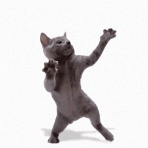 Cat Cat Dance 