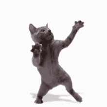 Cat Cat Dance GIF - Cat Cat Dance Dance GIFs