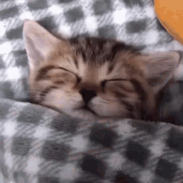 Cat Catto GIF - Cat Catto Sleep GIFs