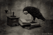 Crow Raven GIF - Crow Raven Bird GIFs