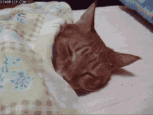Cat Lazy GIF - Cat Lazy Snuggle GIFs