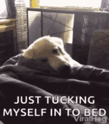 Good Night Just Tucking Myself In To Bed GIF - Good Night Just Tucking Myself In To Bed Dog GIFs