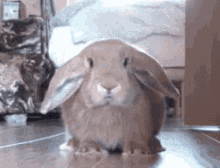 Bunny Scatter GIF - Bunny Scatter Scared GIFs
