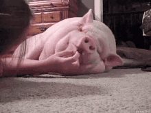 Pig Sleepy GIF - Pig Sleepy GIFs