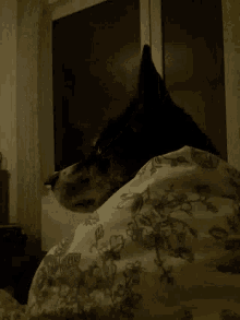 Layla Husky Dog GIF - Layla Husky Dog Husky GIFs