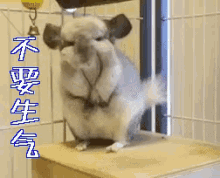 chinchilla dont get angry dont get mad chinchilla dont get angry dont get mad