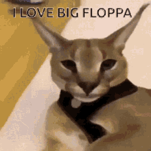 Big Floppa GIF - Big Floppa GIFs