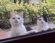 Cats Stare Stare GIF - Cats Stare Stare Staring GIFs