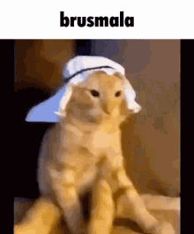 Brusmala Cat GIF - Brusmala Cat Arabic GIFs