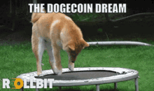 to the moon crypto dogecoin doge to the moon crypto dogecoin doge