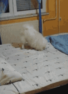 Coco Dog GIF - Coco Dog Pomeranian GIFs