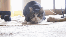 Wiggle Linfufu GIF - Wiggle Linfufu Cat GIFs