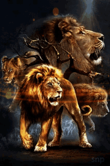 lion god ruler boss