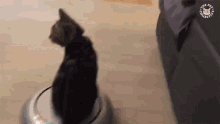 Roomba Cat GIF - Roomba Cat On My Way GIFs