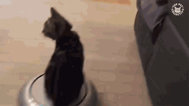 Roomba Cat Gif Roomba Cat On My Way Discover Share Gifs