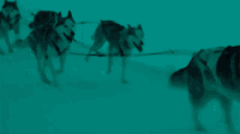 Pack Of Wolves Siberia GIF - Pack Of Wolves Siberia Wolf GIFs