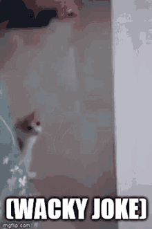 Wacky Joke Slither GIF - Wacky Joke Slither Cat GIFs