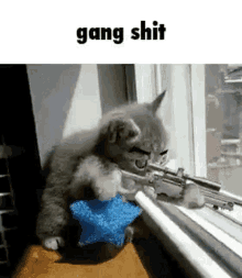 gang shit gangster cat gangstercat