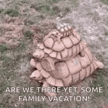 Travel Turtle GIF - Travel Turtle Carry GIFs