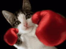 Boxing Cat Boxing Gloves GIF - Boxing Cat Boxing Gloves Cat GIFs