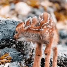Deer Animal GIF - Deer Animal GIFs