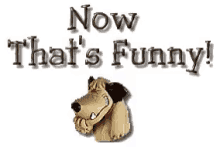Now Thats Funny Dog GIF - Now Thats Funny Dog Laughing GIFs