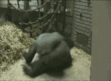 Gorilla Speed GIF - Gorilla Speed Spin GIFs