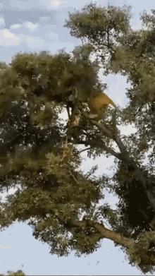 lion leopard lion leopard animal attack fall out of tree
